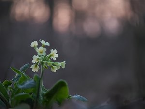 Die ersten Schlüsselblumen