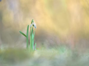 Diesem alleinstehenden :-)