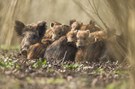 Ein Haufen Schweine