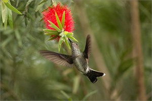 Grünstirn-Brillantkolibri