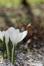 endlich Frühling