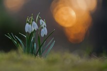 Glöckchen bei Sonnenuntergang