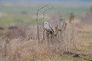 Weißer Mäusbussard im Habitat