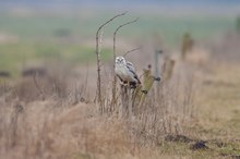 Weißer Mäusbussard im Habitat