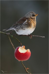 An apple a day keeps the doctor away :-)