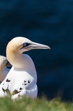 Basstölpel auf Helgoland