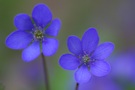 Leberblümchen