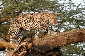 Leopard fixiert eine Löwin im Anmarsch