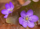 Getrennte Leberblümchen