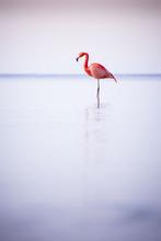 Bayerischer Flamingo