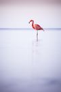 Bayerischer Flamingo