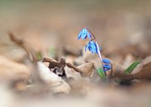 Lichtblick im verwelktem  Laub