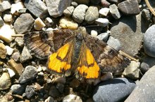 Birken-Jungfernkind (Archiearis parthenias)