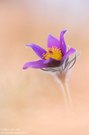 Küchenschellen (Pulsatilla)