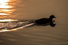 Blässhuhn am Abend