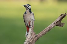 Besuch des Bunten Spechtes