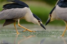 Sneaky heron