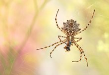 Argiope lobata