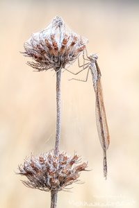 Gemeine Winterlibelle