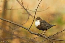 wasseramsel im baum