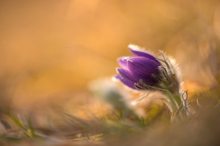 Pulsatilla vulgaris