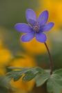 Leberblümchen
