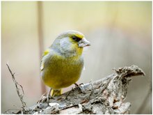 Der Grünfink (Carduelis chloris)