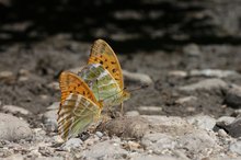 zwei Kaisermantel Männchen haben Durst