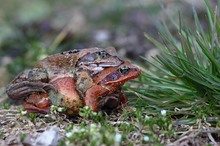 Froschkönig