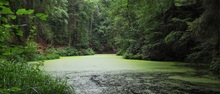 Grüner Teich im grünen Wald