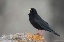 Alpendohle (Pyrrhocorax graculus)