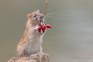 Wanderratte (Rattus norvegicus)