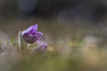 Küchenschelle, Pulsatilla vulgaris