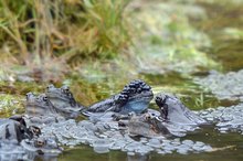 Der "Froschkönig" und sein Hofstaat.