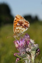 Mädesüß-Perlmutterfalter im Biotop