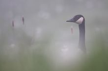 morgens in der Löwenzahnwiese