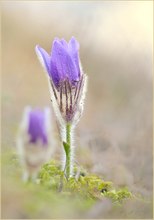 *Pulsatilla*