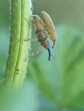 LIXUS ANGUSTATUS