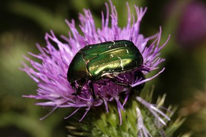 Goldglänzender Rosenkäfer (Cetonia aurata)