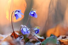 Sunrise bei den Leberblümchen