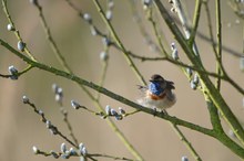 Blaukehlchen