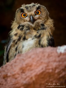 Uhu (bubo bubo)
