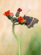 Aglais urticae