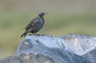 Die loiça, Lloica oder milico (Langschwanz-meadowlark)