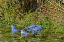 Blaue Jungs im Moor.