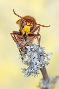 Vespa crabro