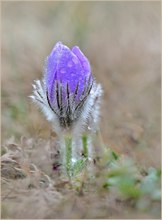 *Pulsatilla_2*