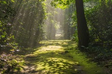 Waldfriedhof Stahnsdorf