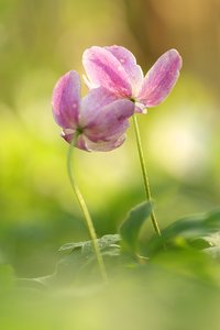 Anemone nemorosa in rosa