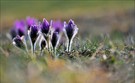 - Pulsatilla-Impression -